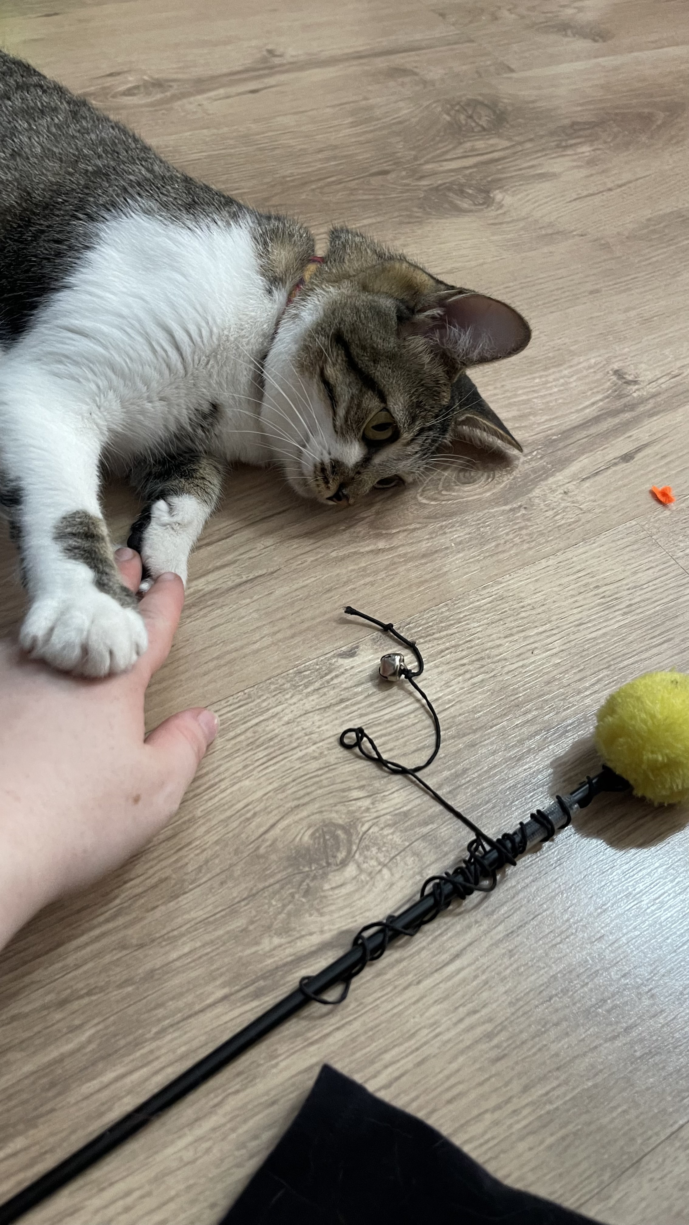 Galeria raquel schmidt