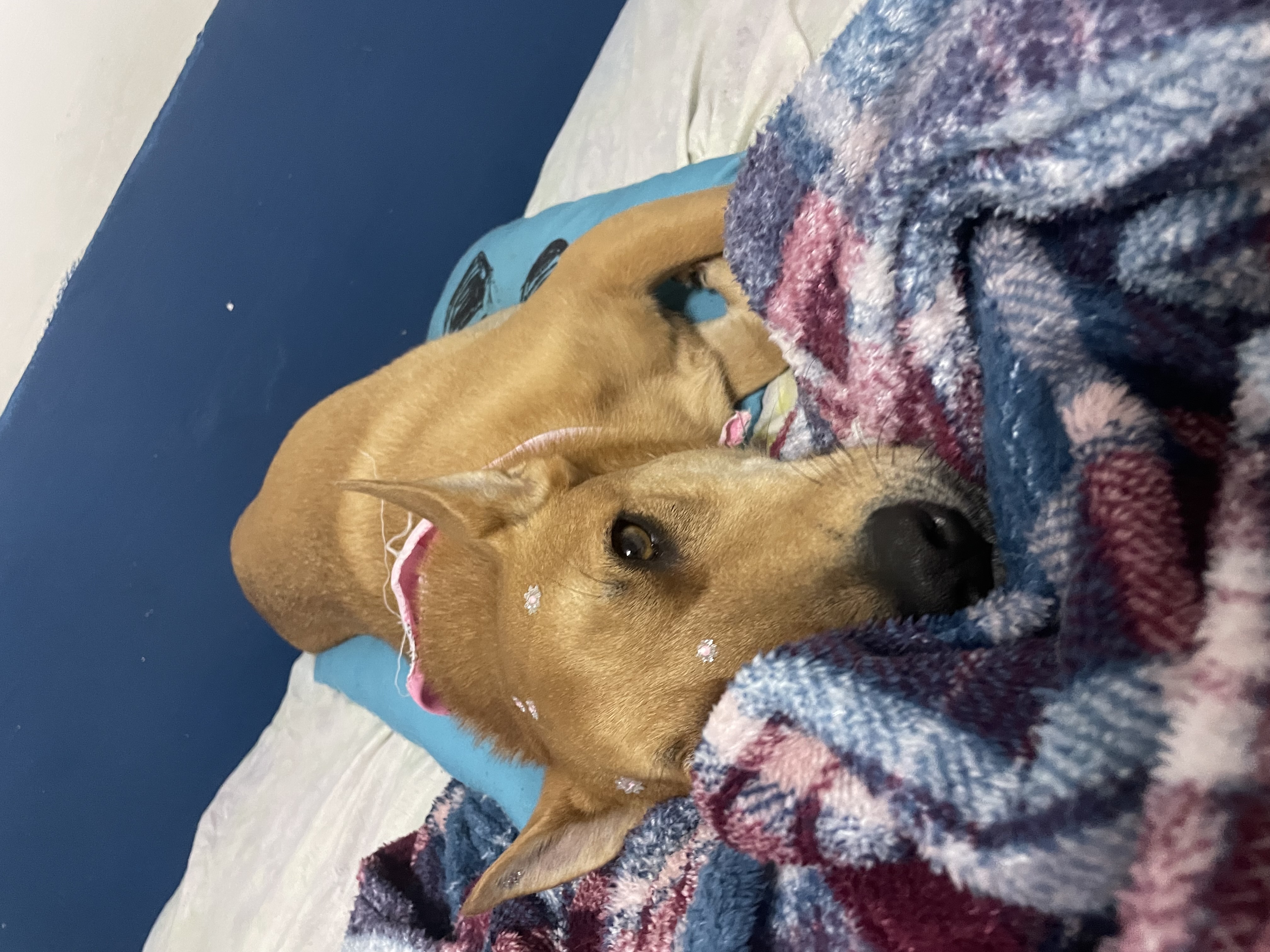 Galeria Tayane lopes