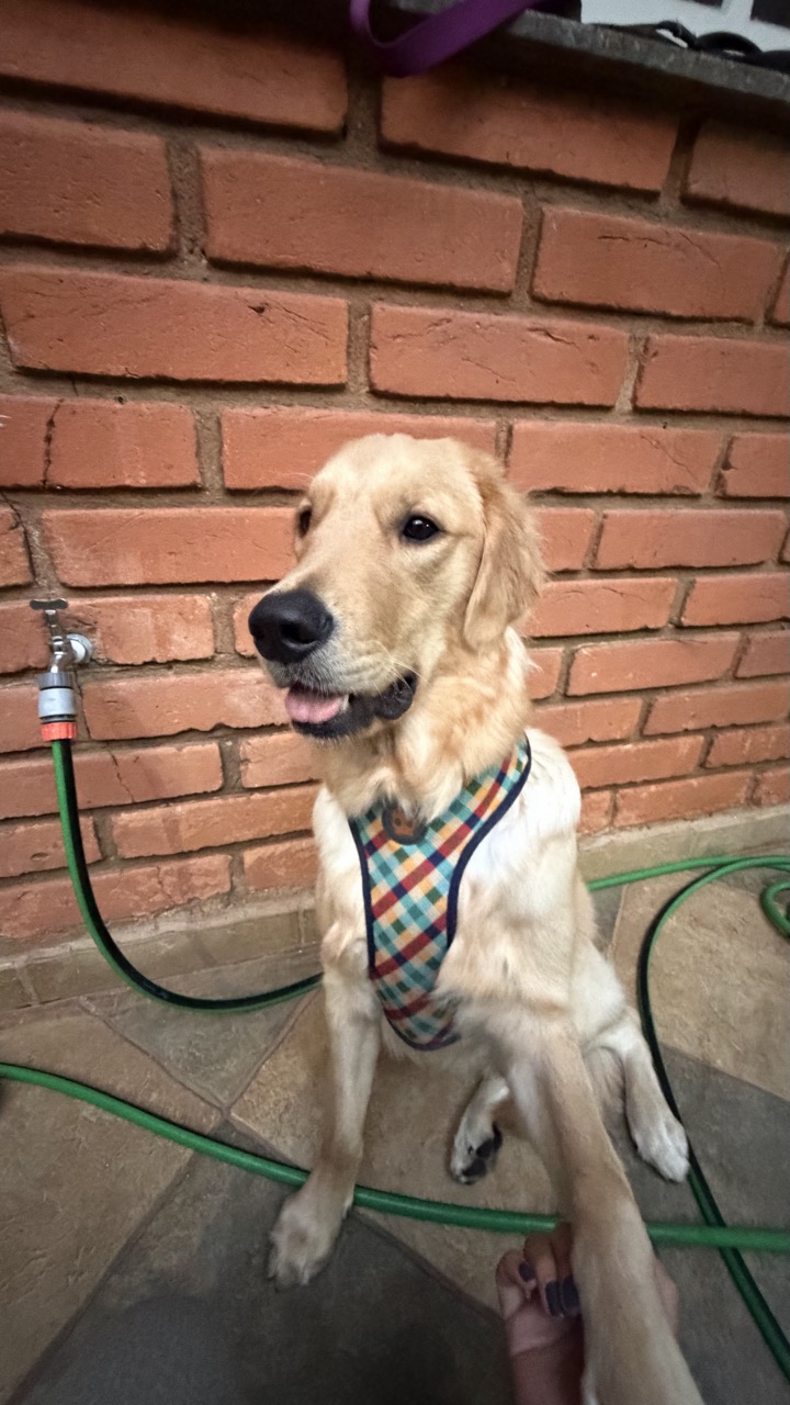 Trabalho de Giuliana Lima — foto 2