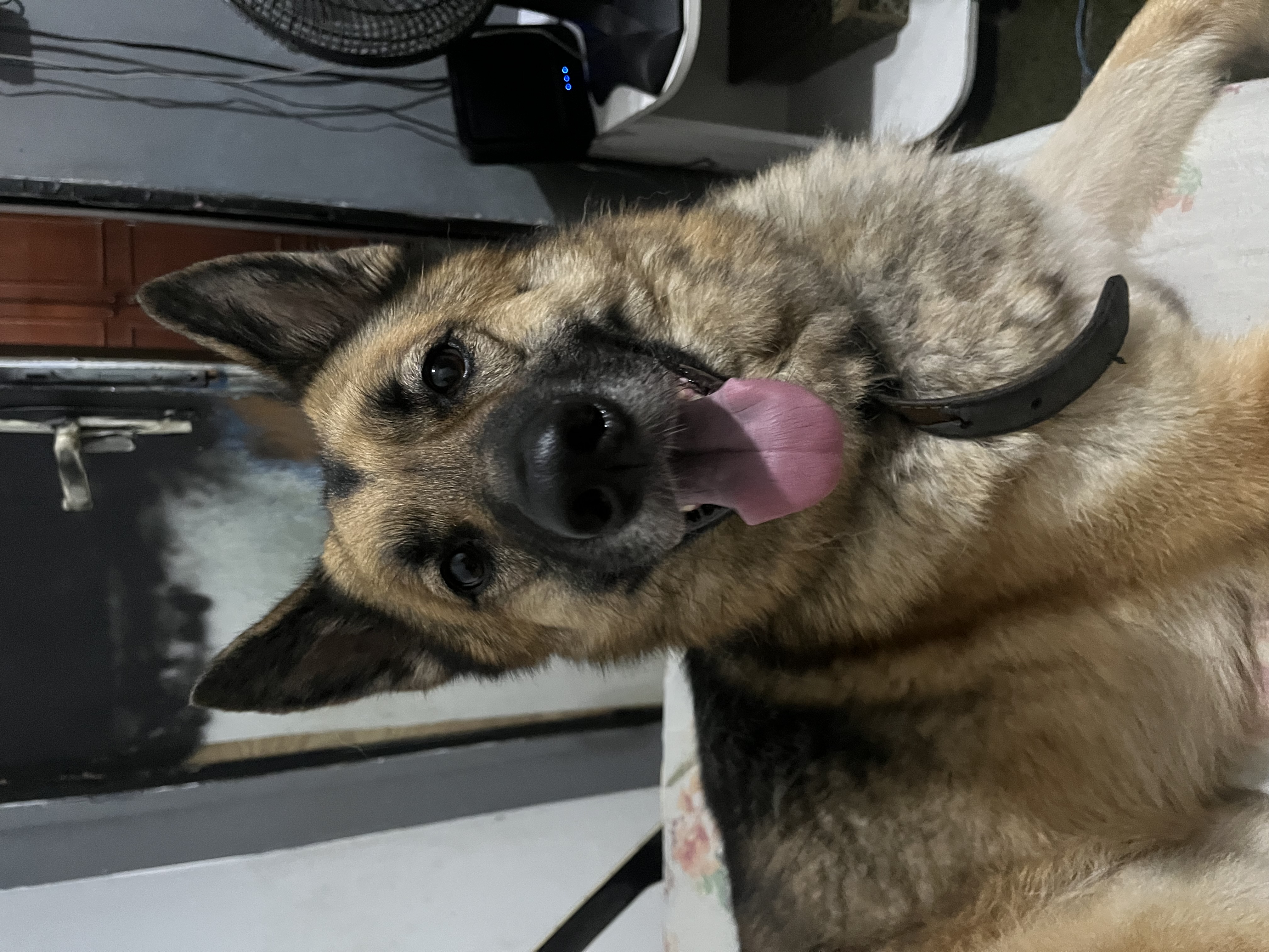 Capa Lisley Gabrielle Carolino