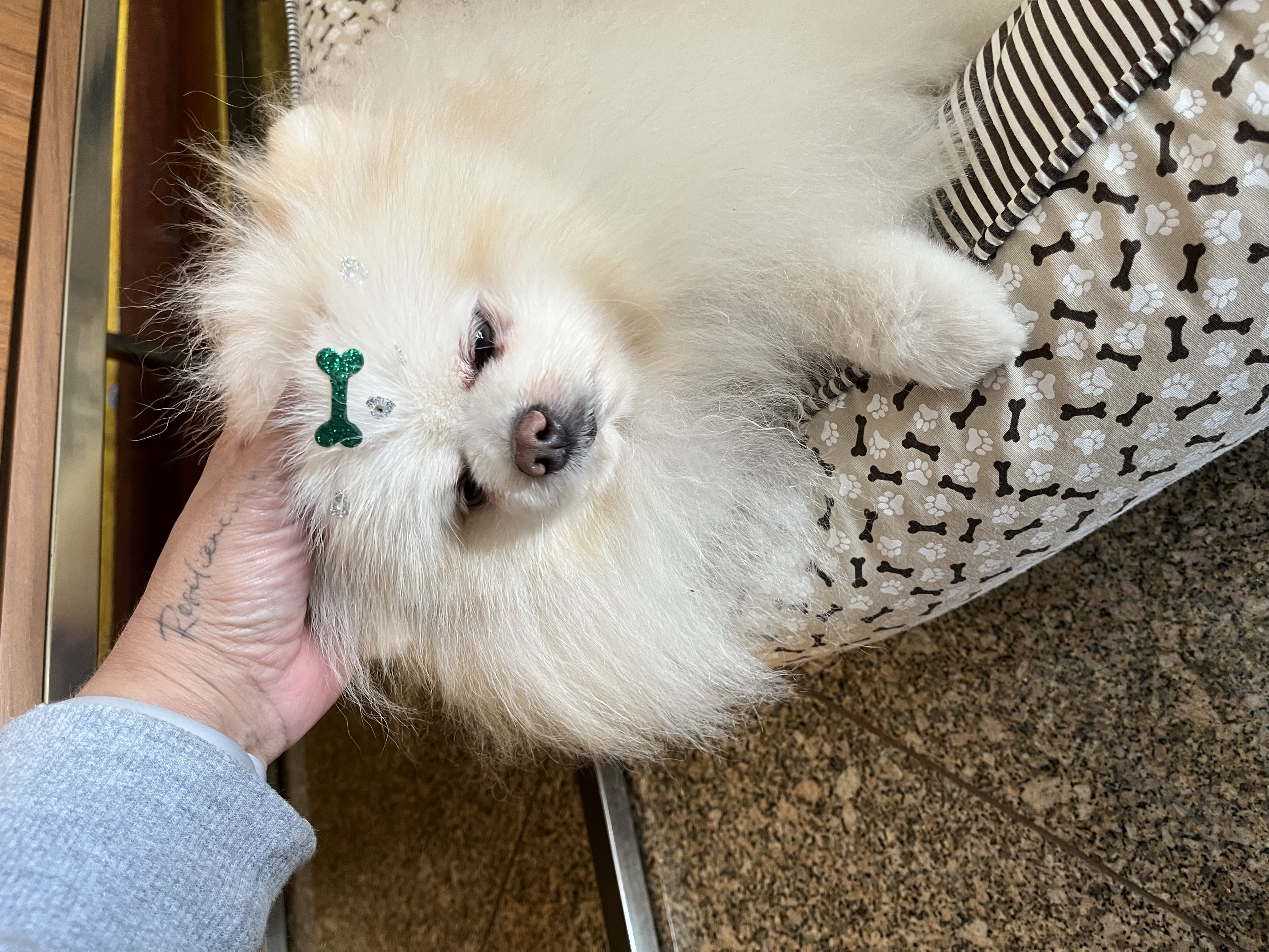 Galeria Lisley Gabrielle Carolino