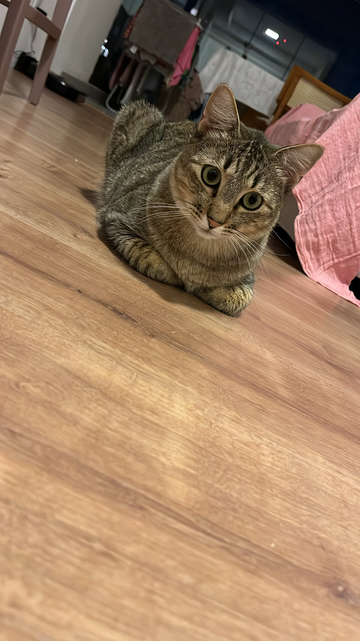 Galeria Lisley Gabrielle Carolino