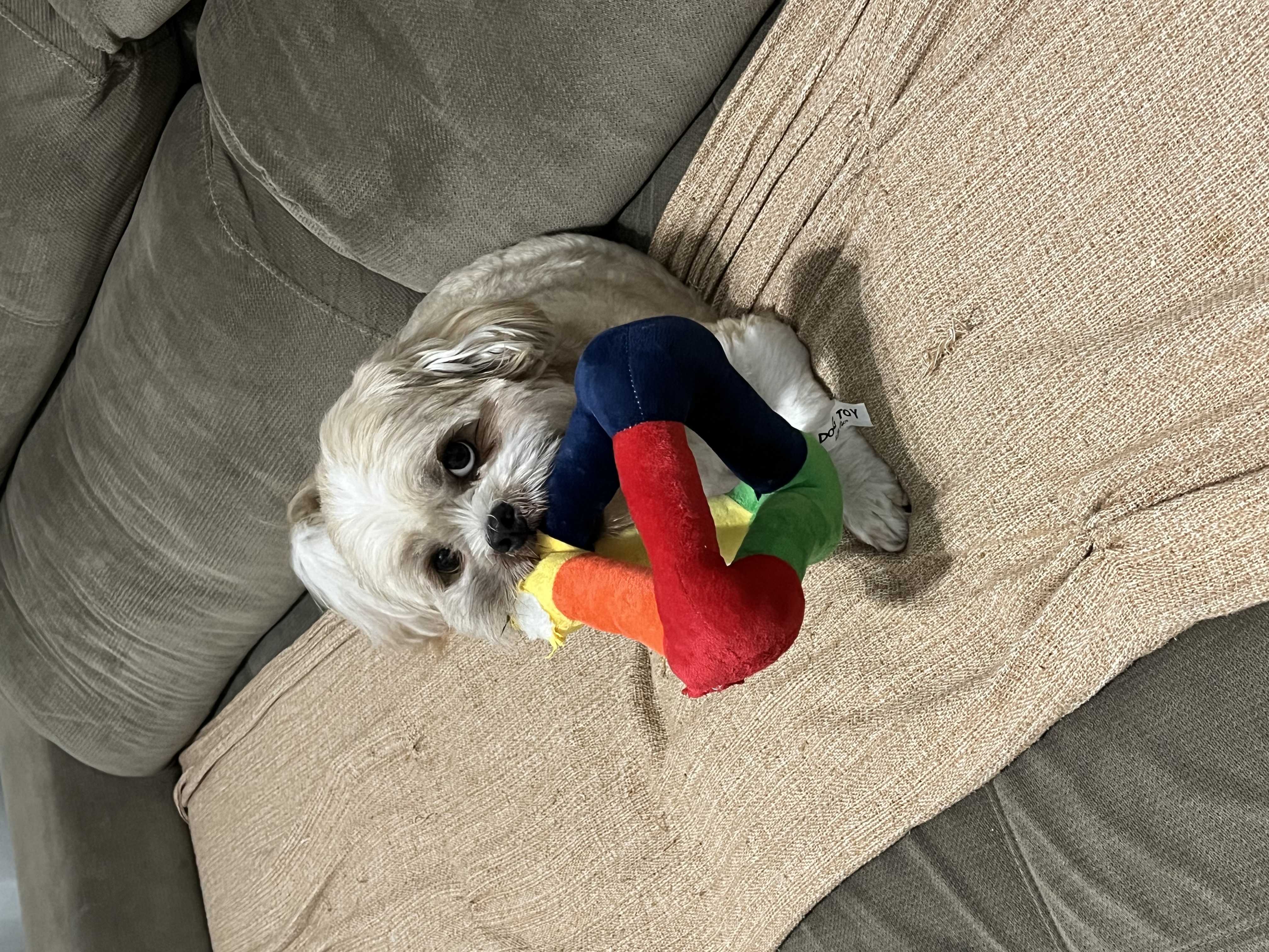 Galeria Lisley Gabrielle Carolino