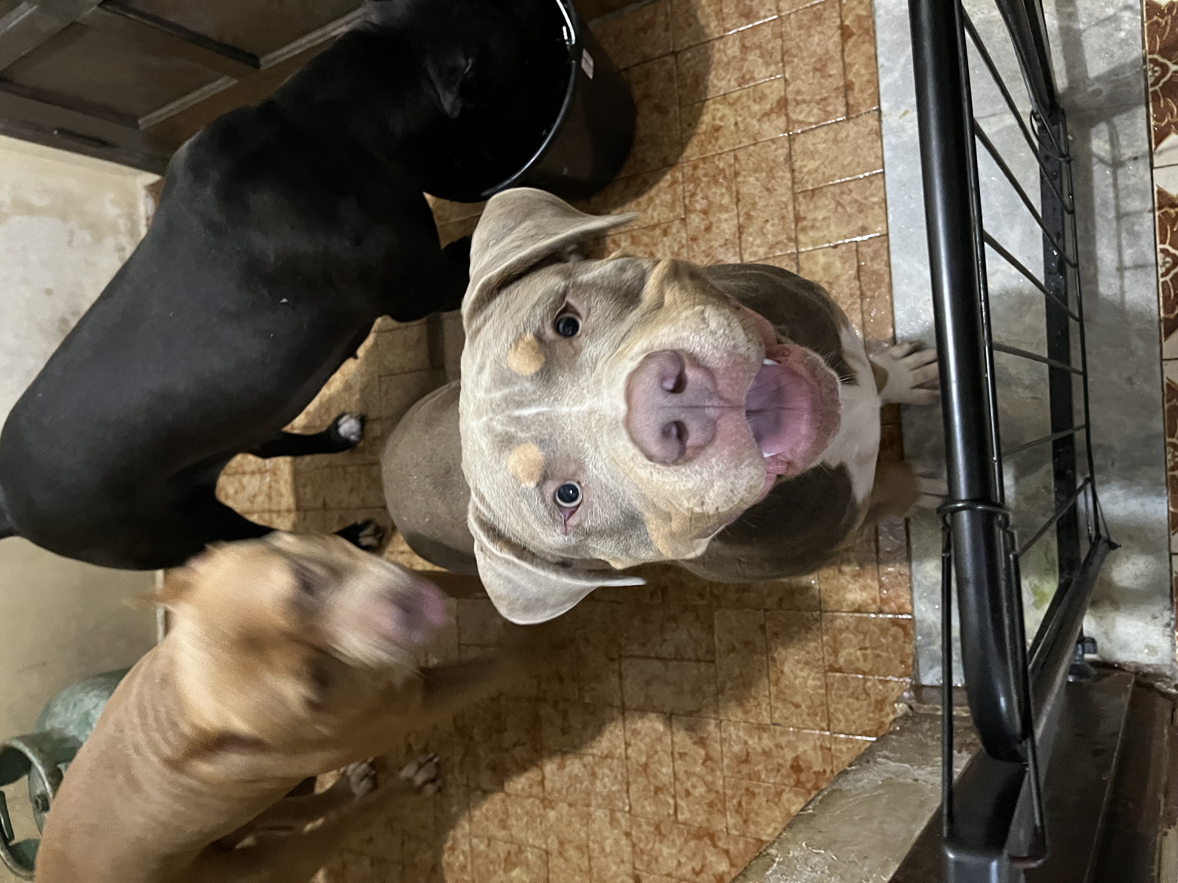 Galeria Lisley Gabrielle Carolino