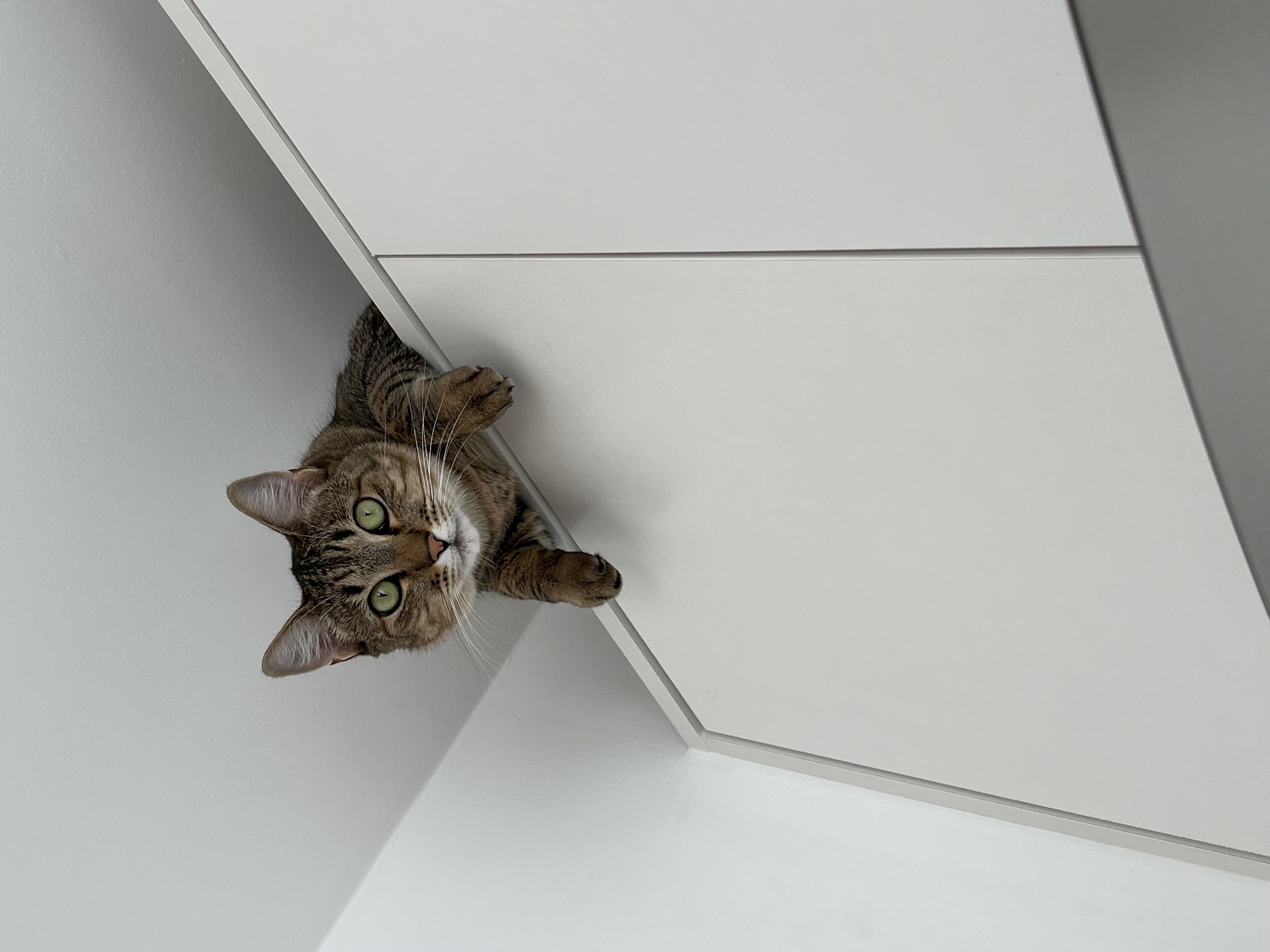 Galeria Lisley Gabrielle Carolino