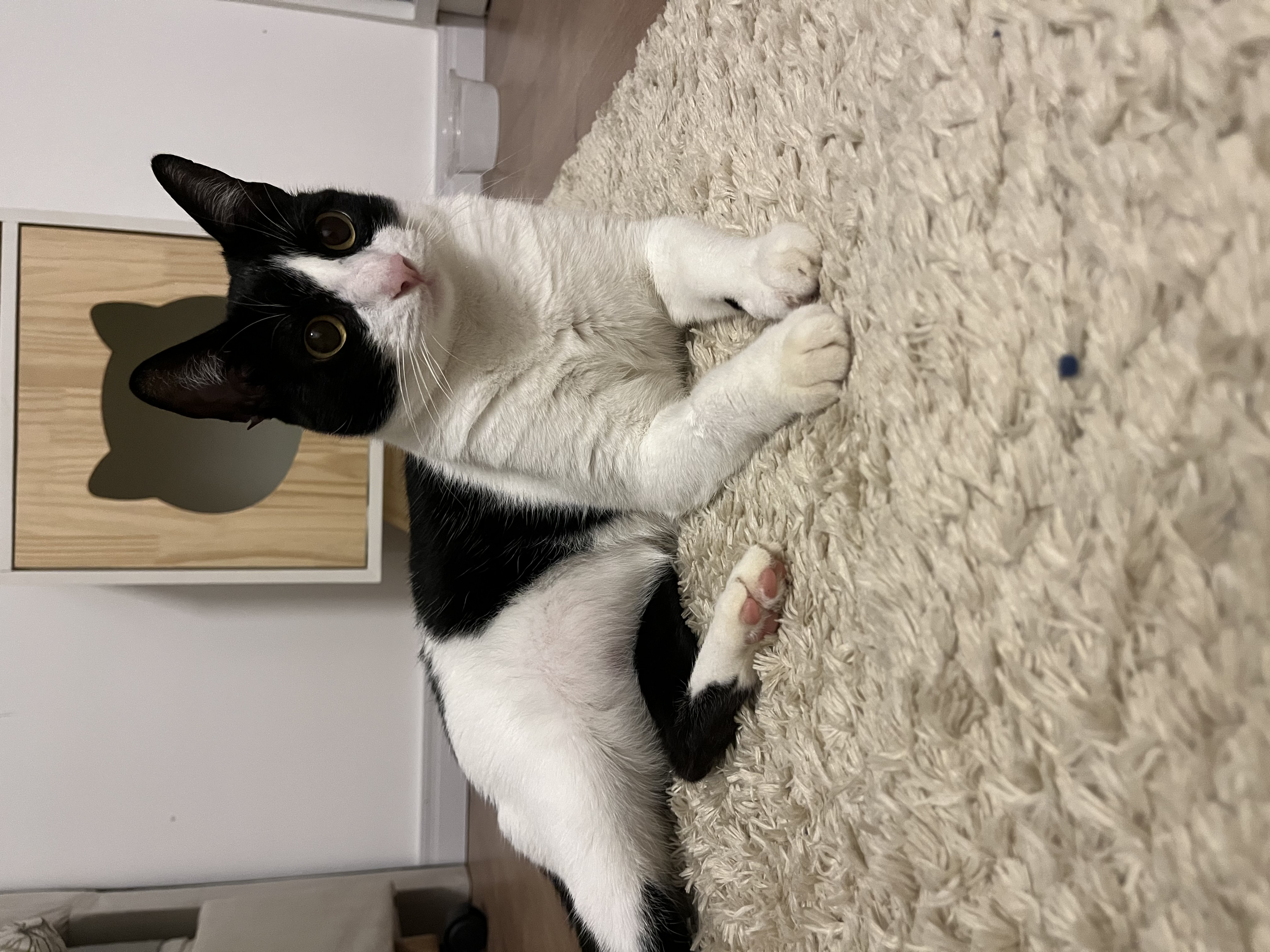 Galeria Lisley Gabrielle Carolino