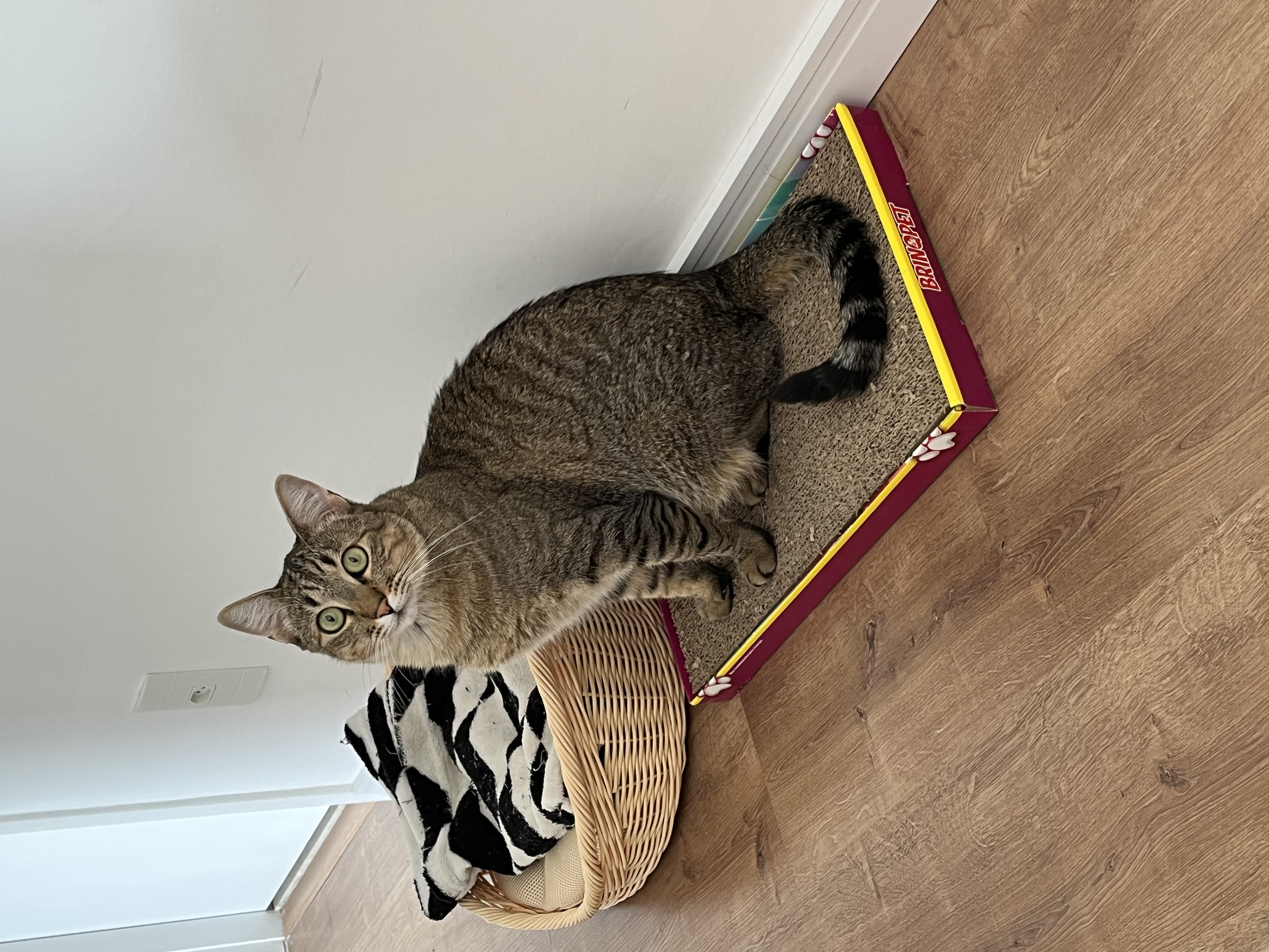 Galeria Lisley Gabrielle Carolino