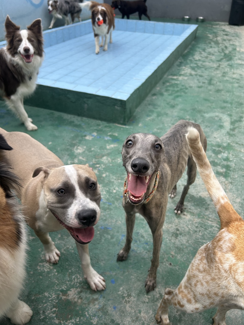 Trabalho de Letícia Almeida — foto 5