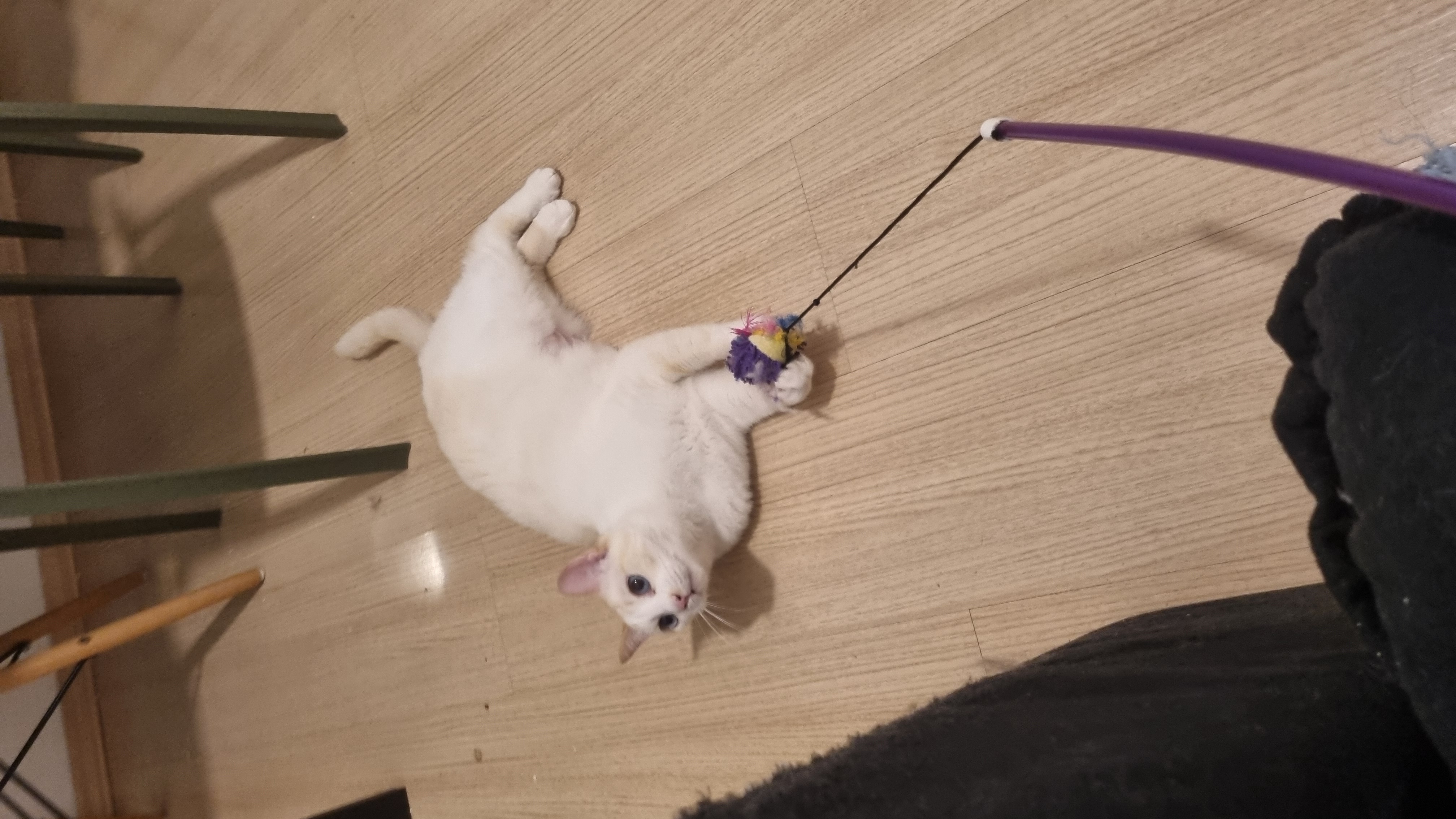 Galeria Marcia Sayuri Takeuti