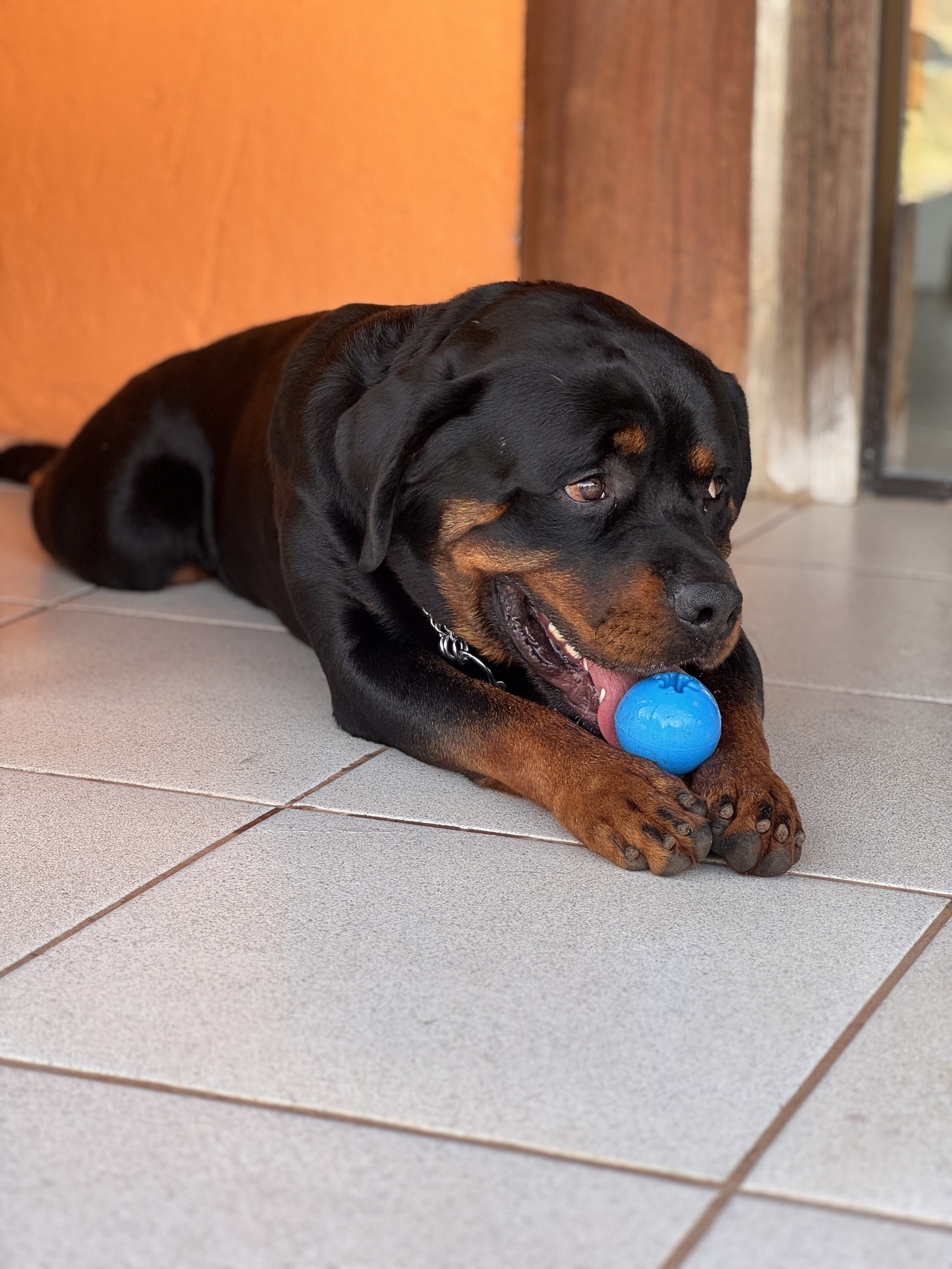 Capa amanda cruz dos santos