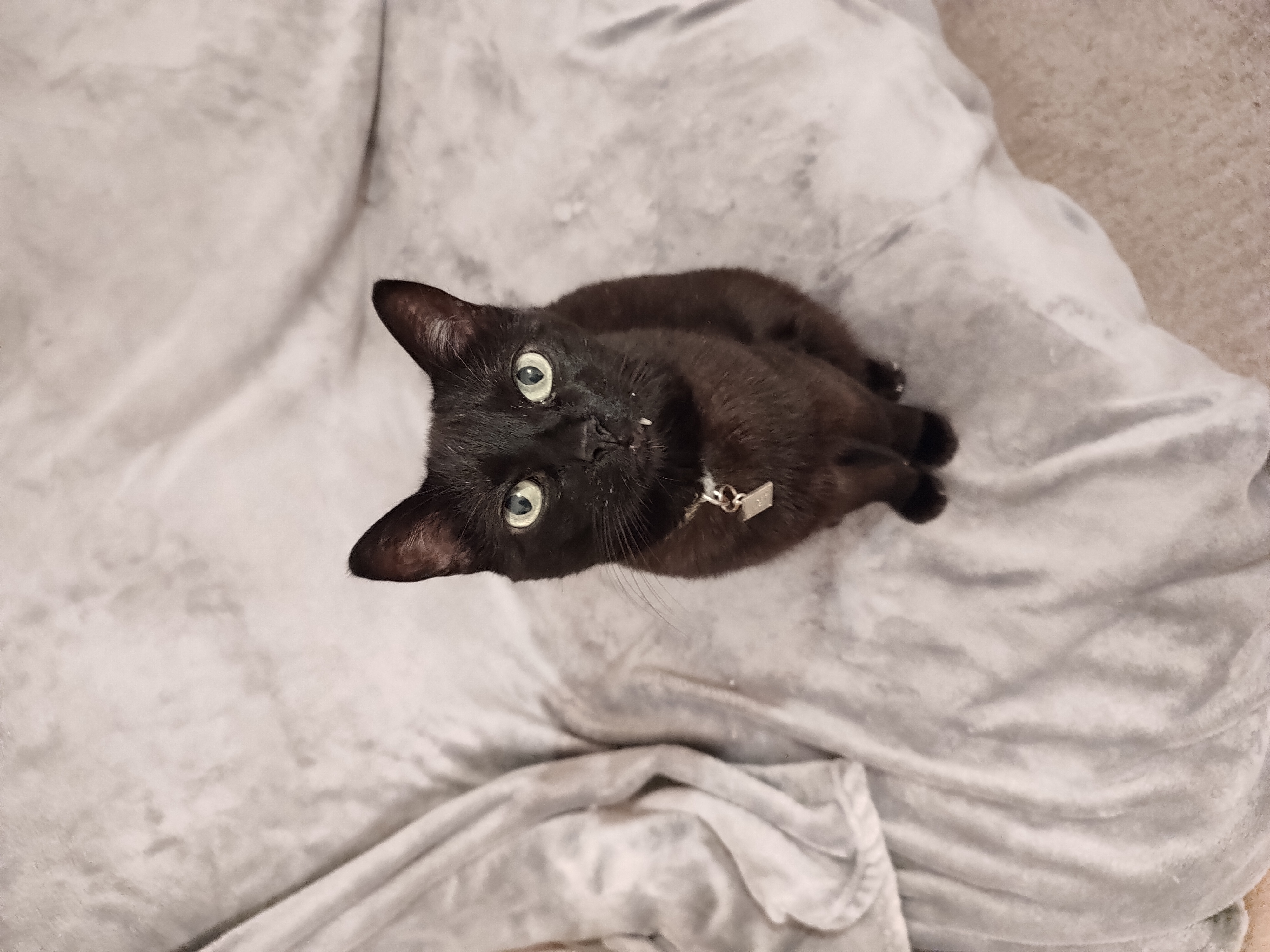 Capa Jessica Nexely Sotelo Tellez