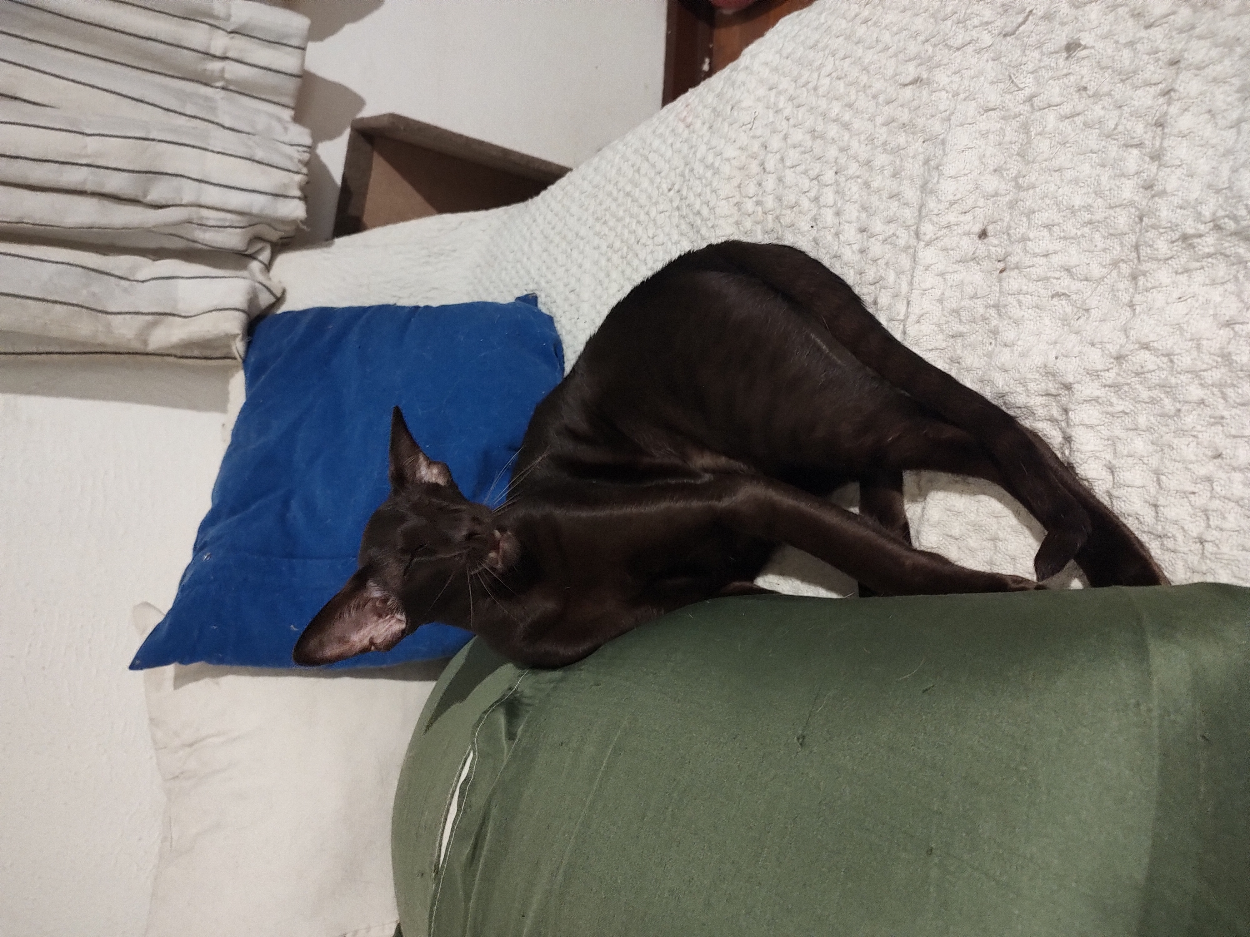 Galeria Jessica Nexely Sotelo Tellez