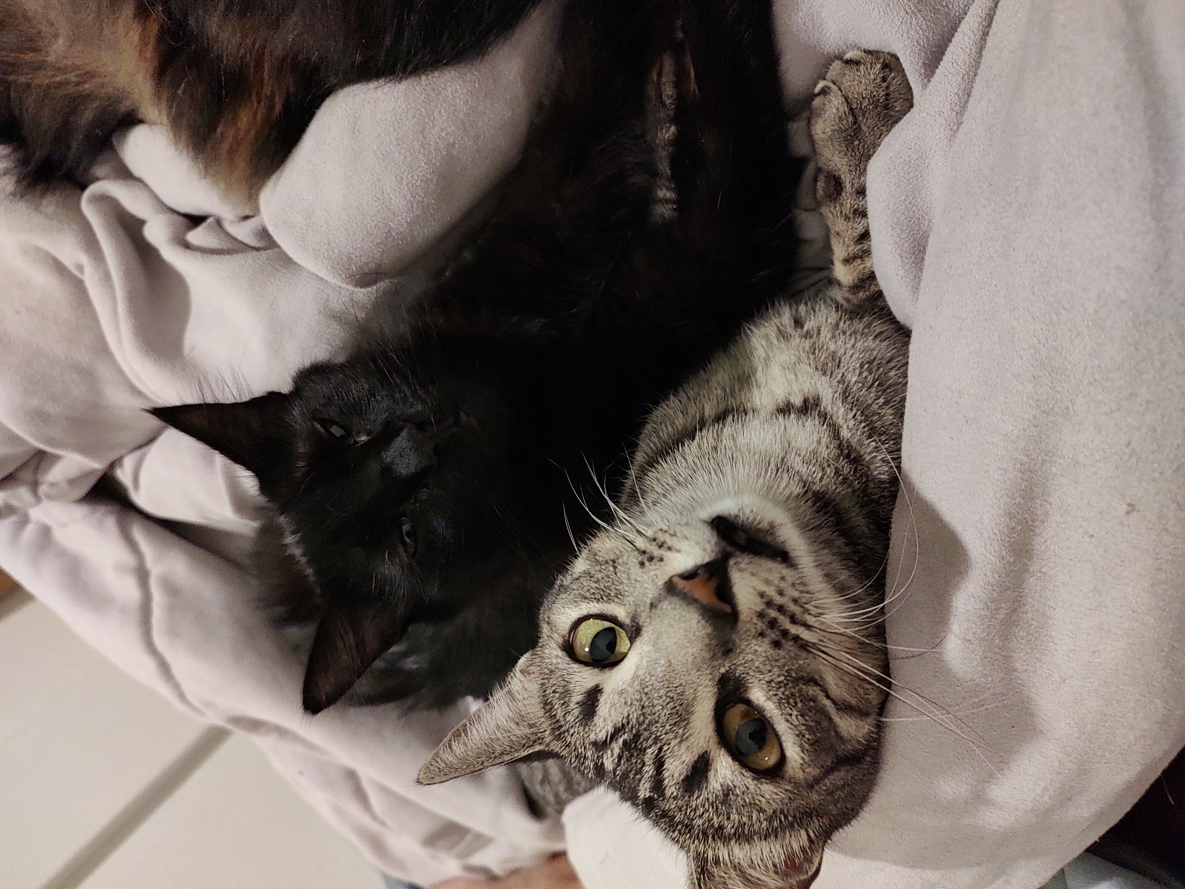 Galeria Jessica Nexely Sotelo Tellez