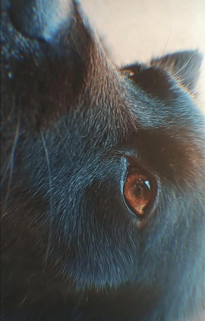 Trabalho de MICHELE FERREIRA — foto 2