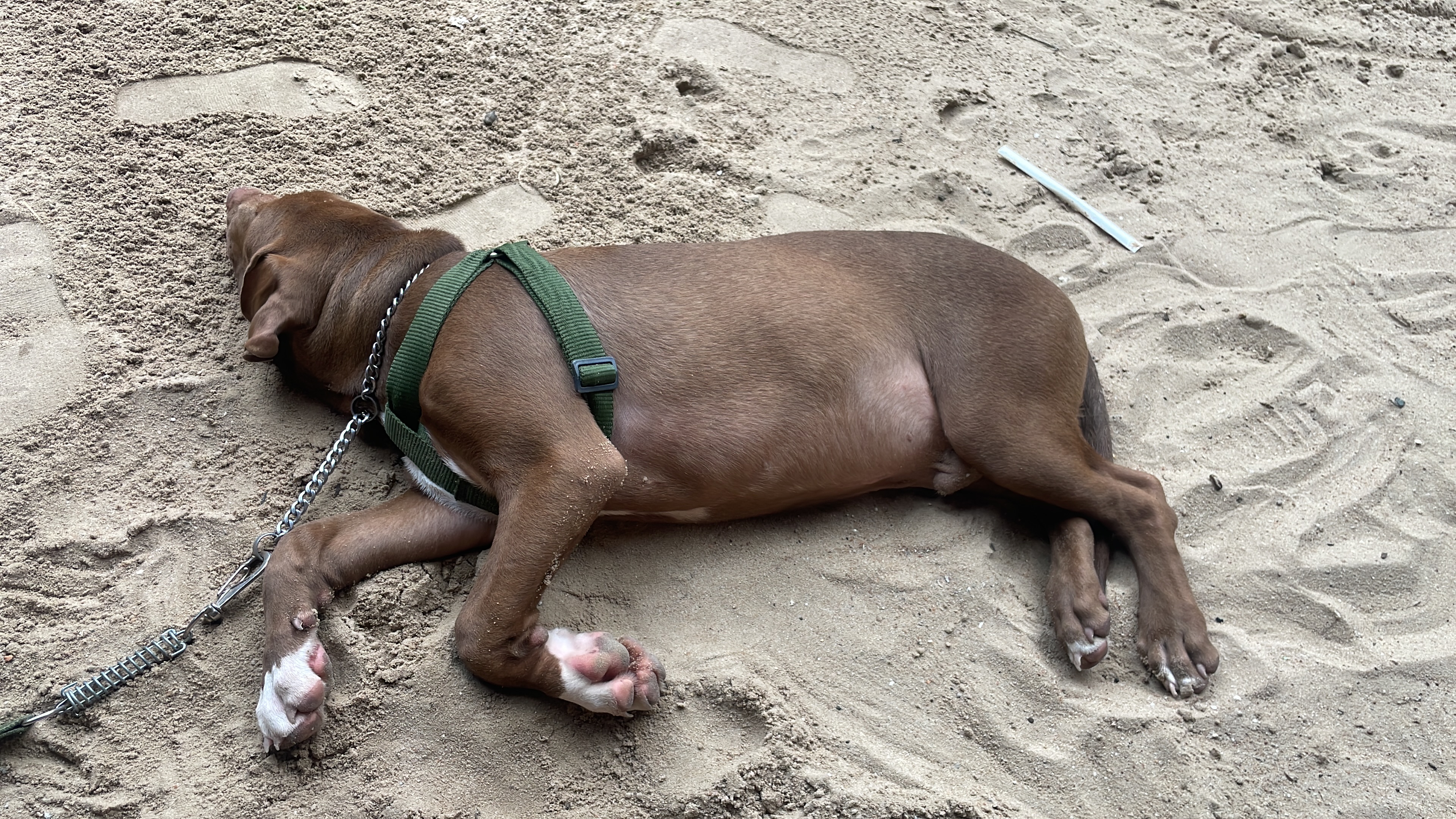 Galeria Daniel Aczenen