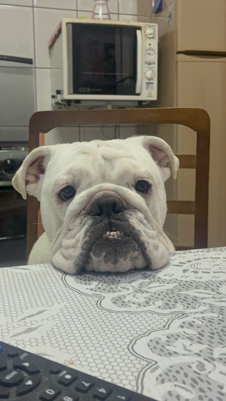 Trabalho de Ana Carolina — foto 4