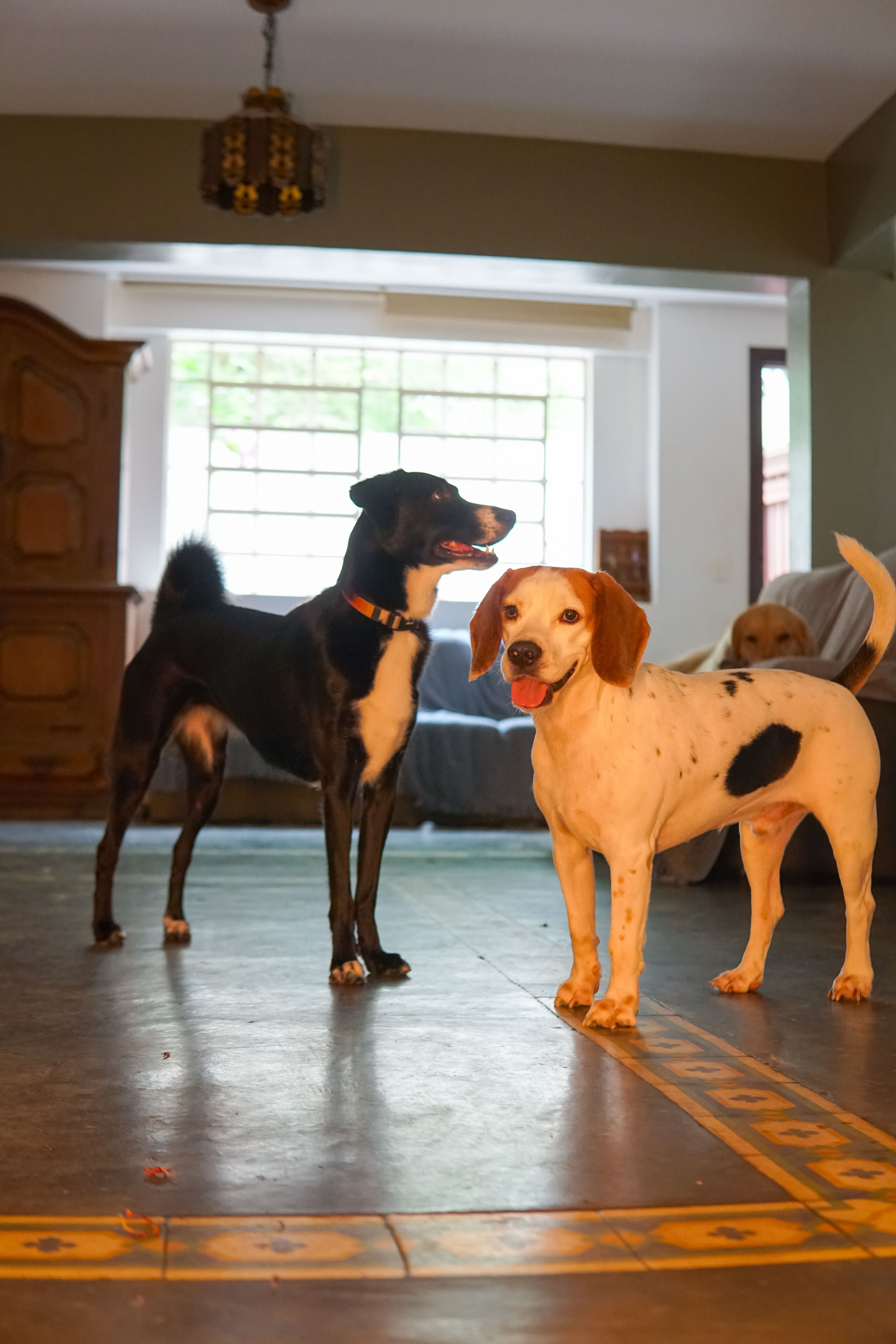 Galeria Mariana Salvatore