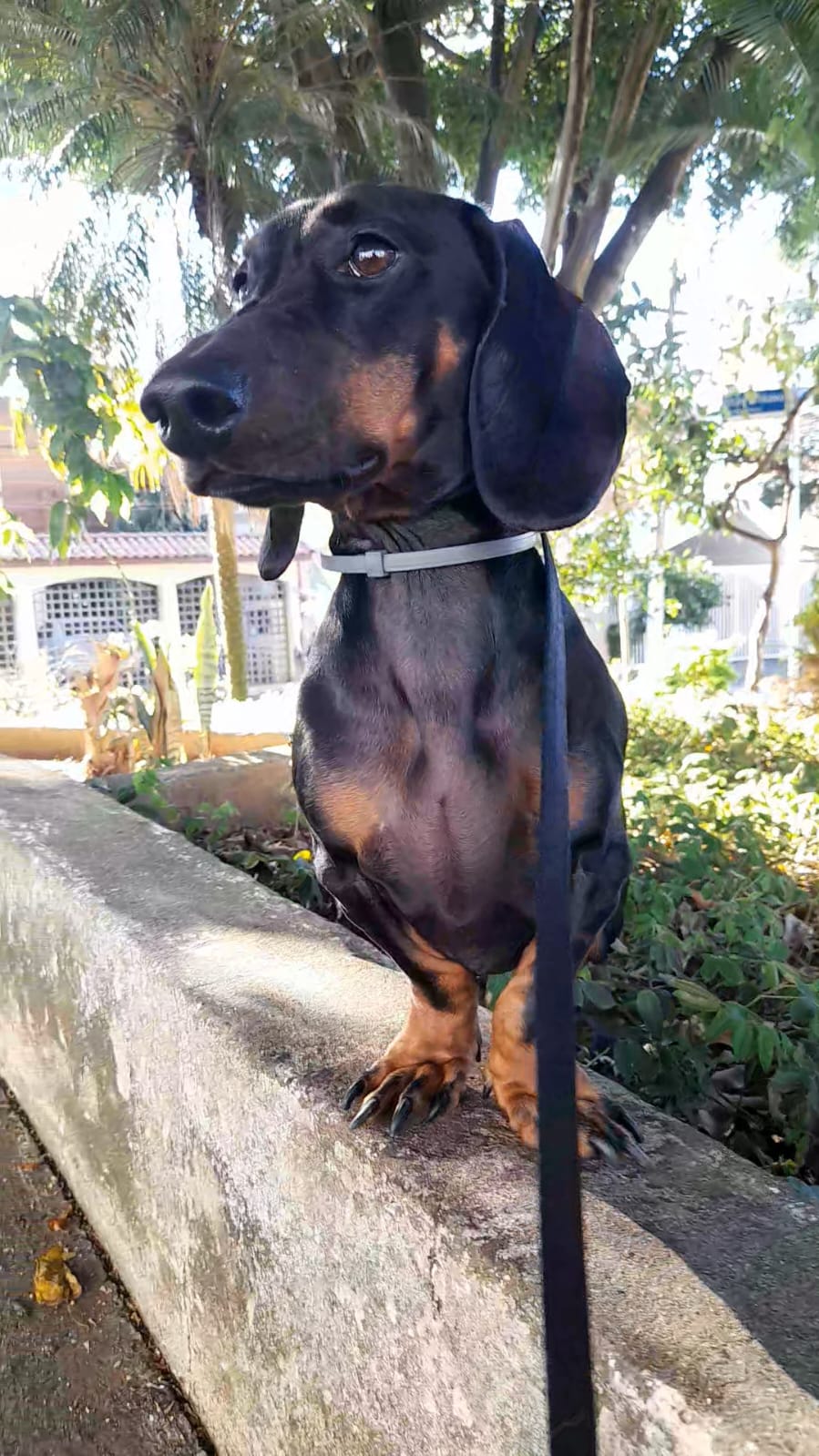 Galeria GISLENE HARUMI SATO