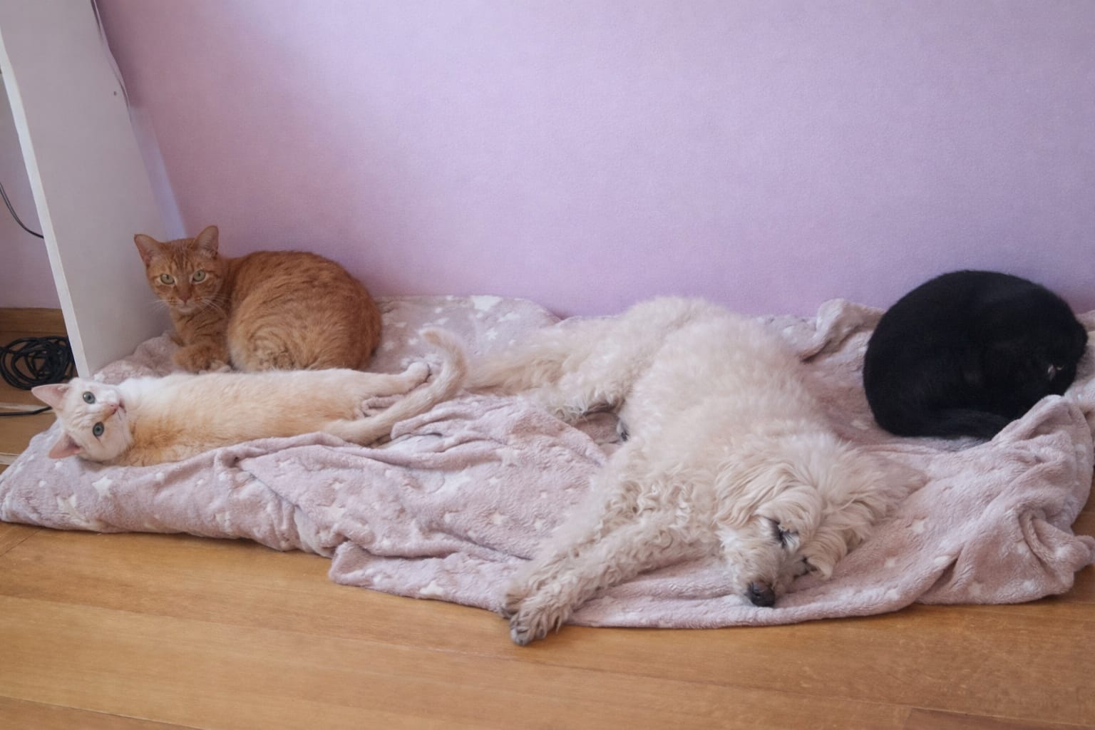 Galeria GISLENE HARUMI SATO