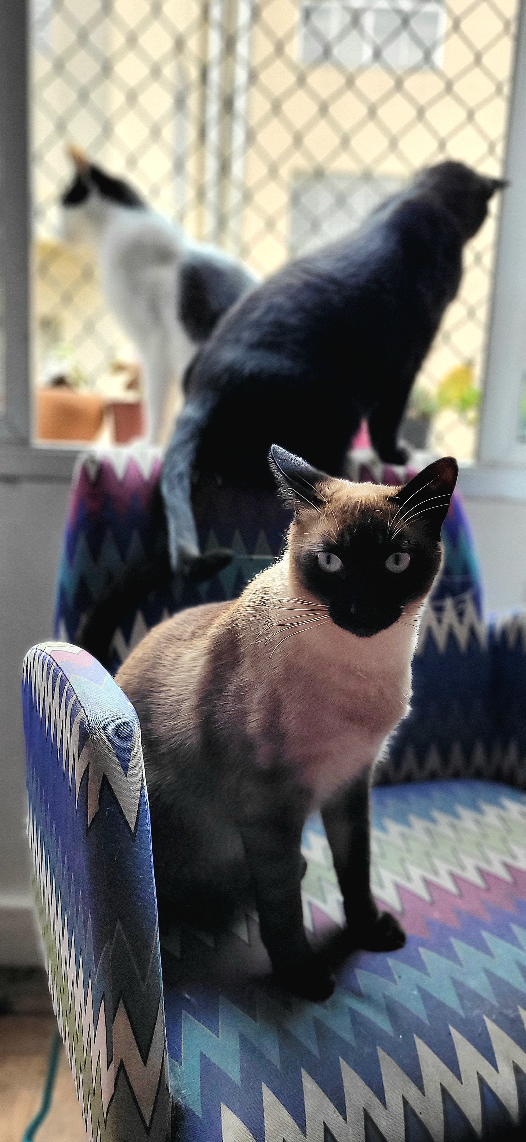 Capa Rosalina Pintel Silva e Taques