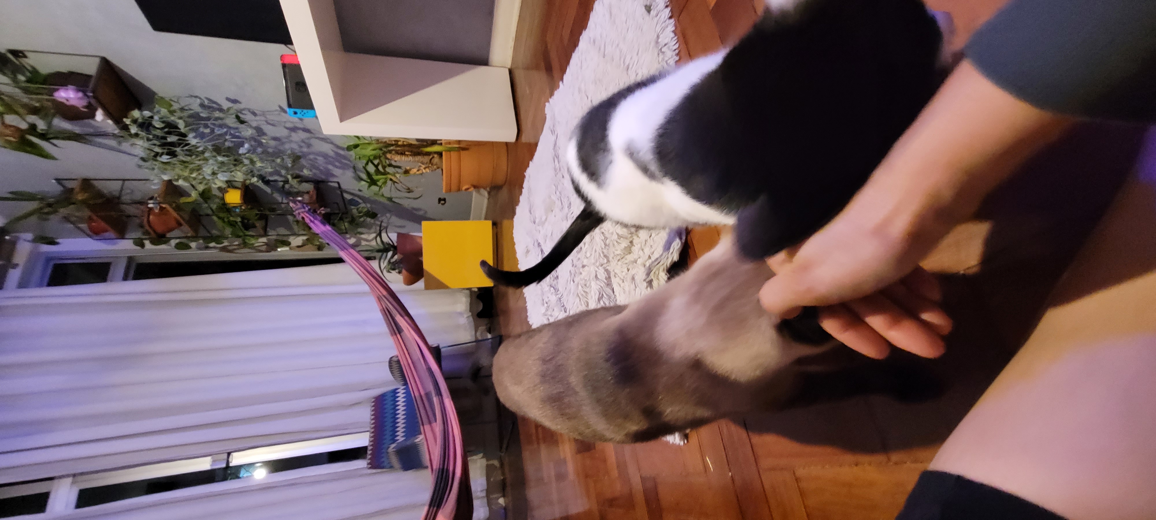 Galeria Rosalina Pintel Silva e Taques