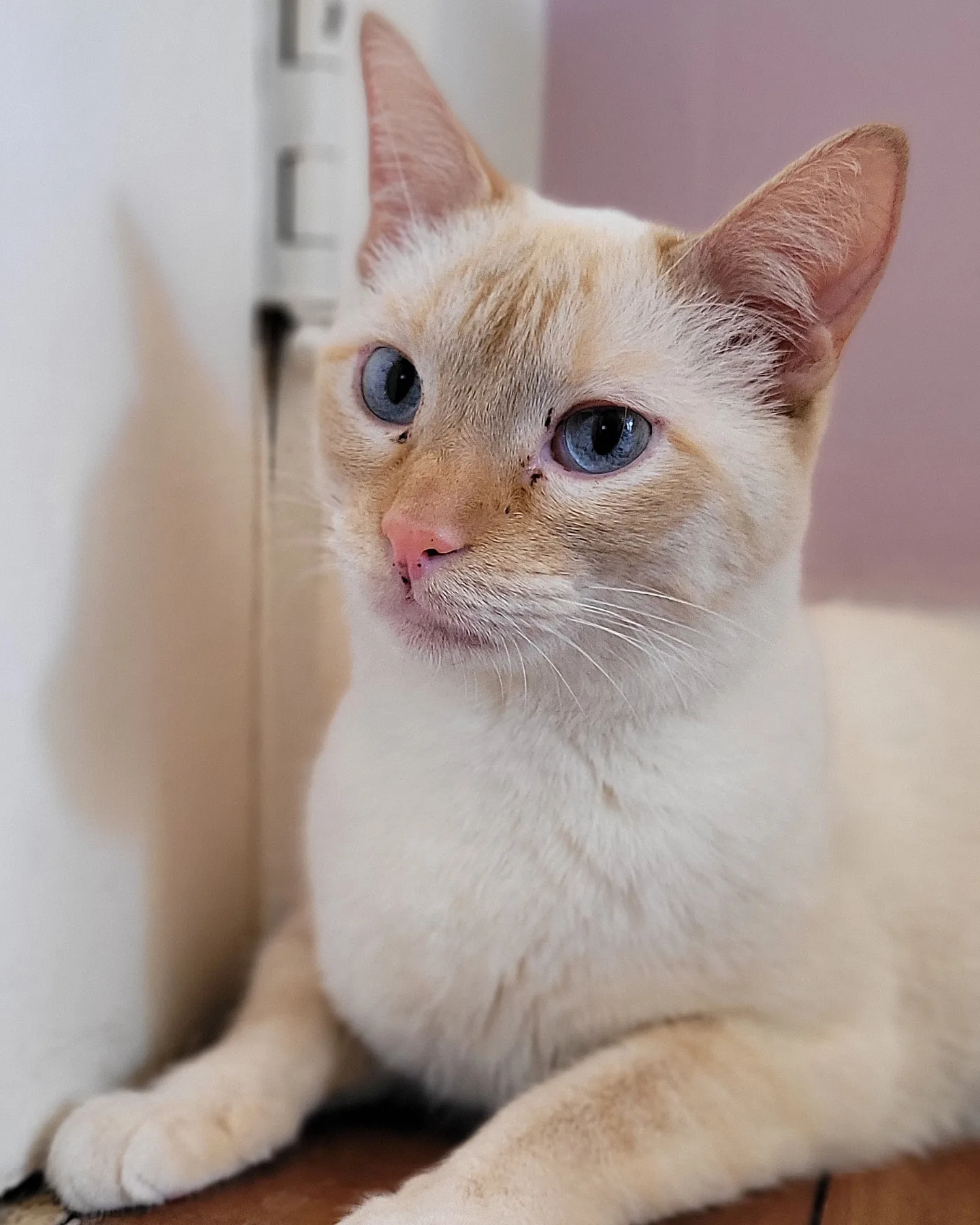 Galeria Rosalina Pintel Silva e Taques