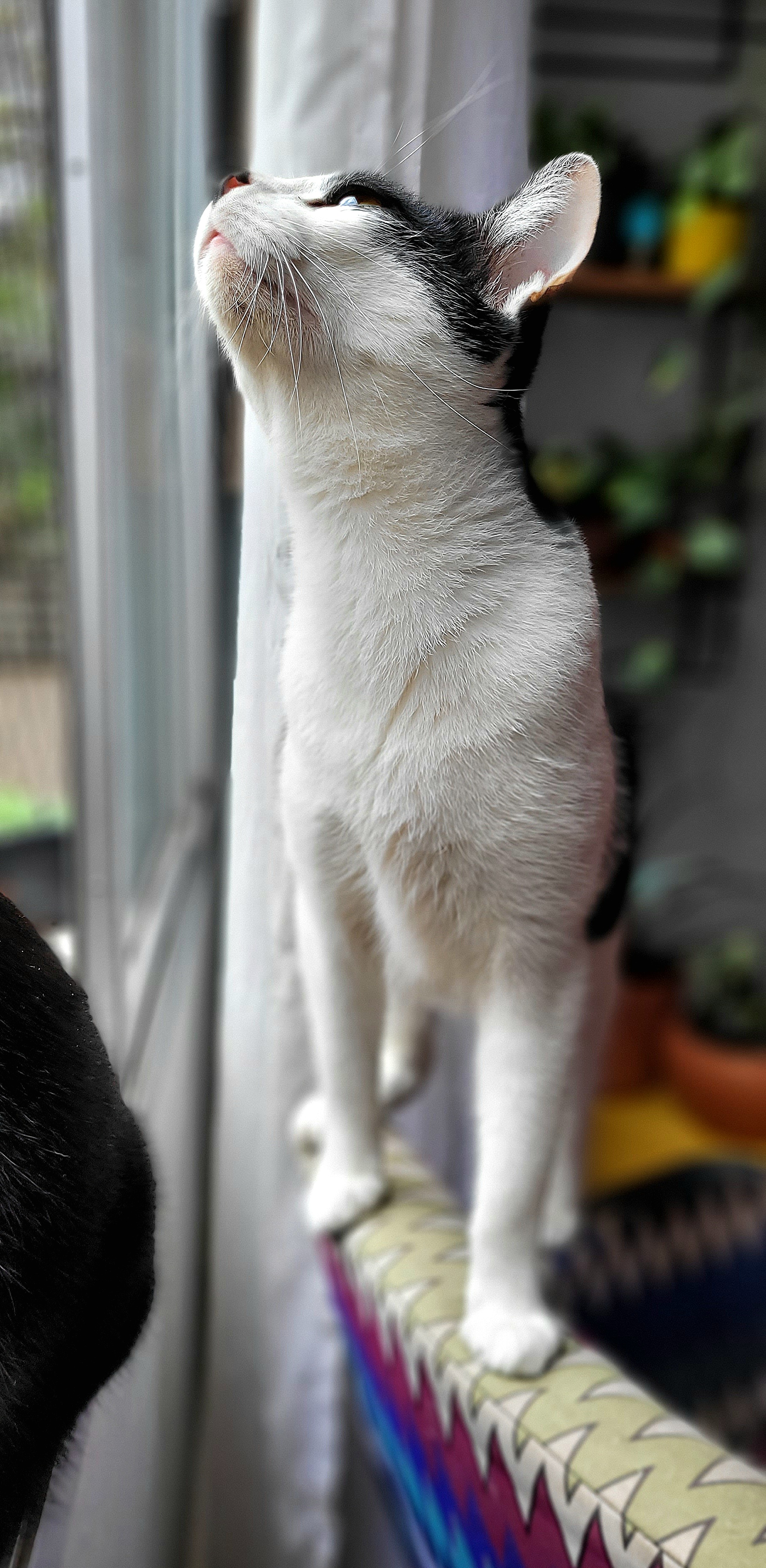 Galeria Rosalina Pintel Silva e Taques