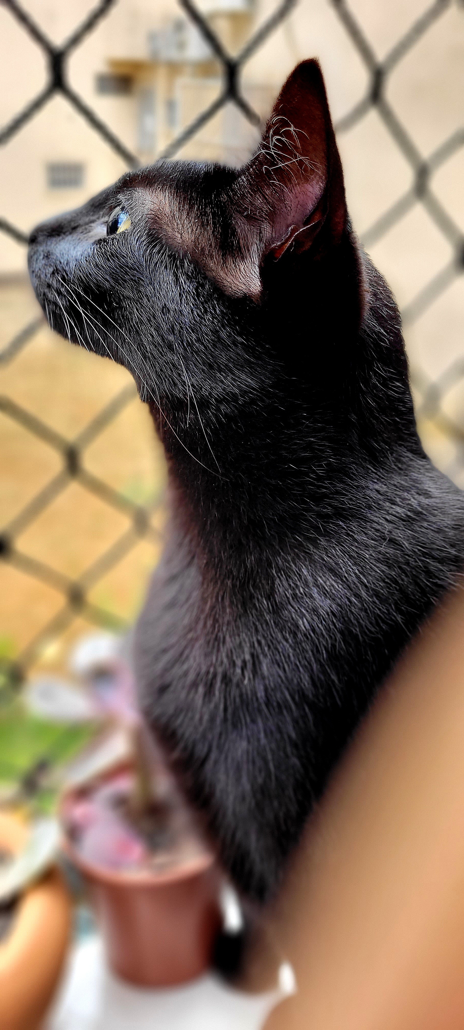 Galeria Rosalina Pintel Silva e Taques