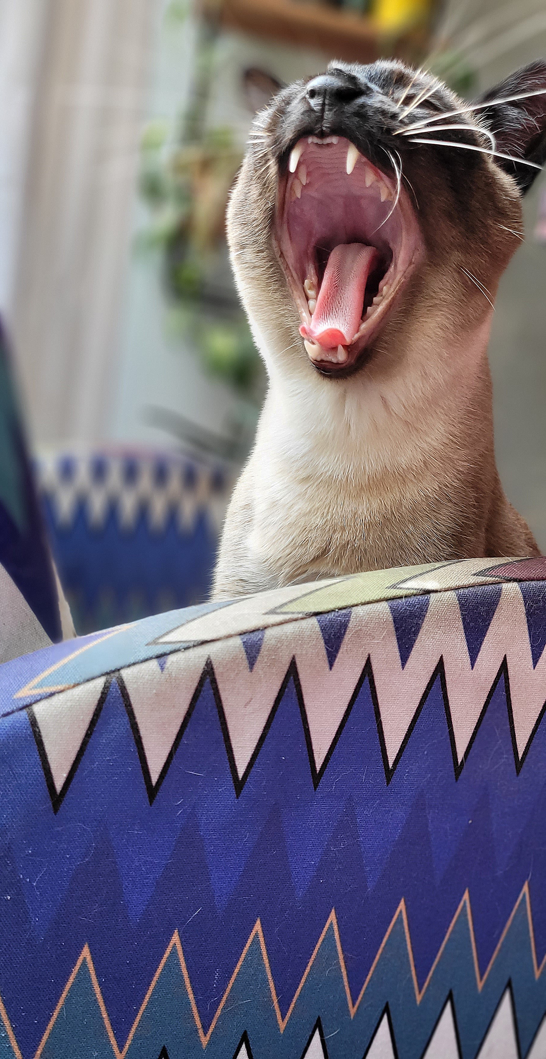 Galeria Rosalina Pintel Silva e Taques