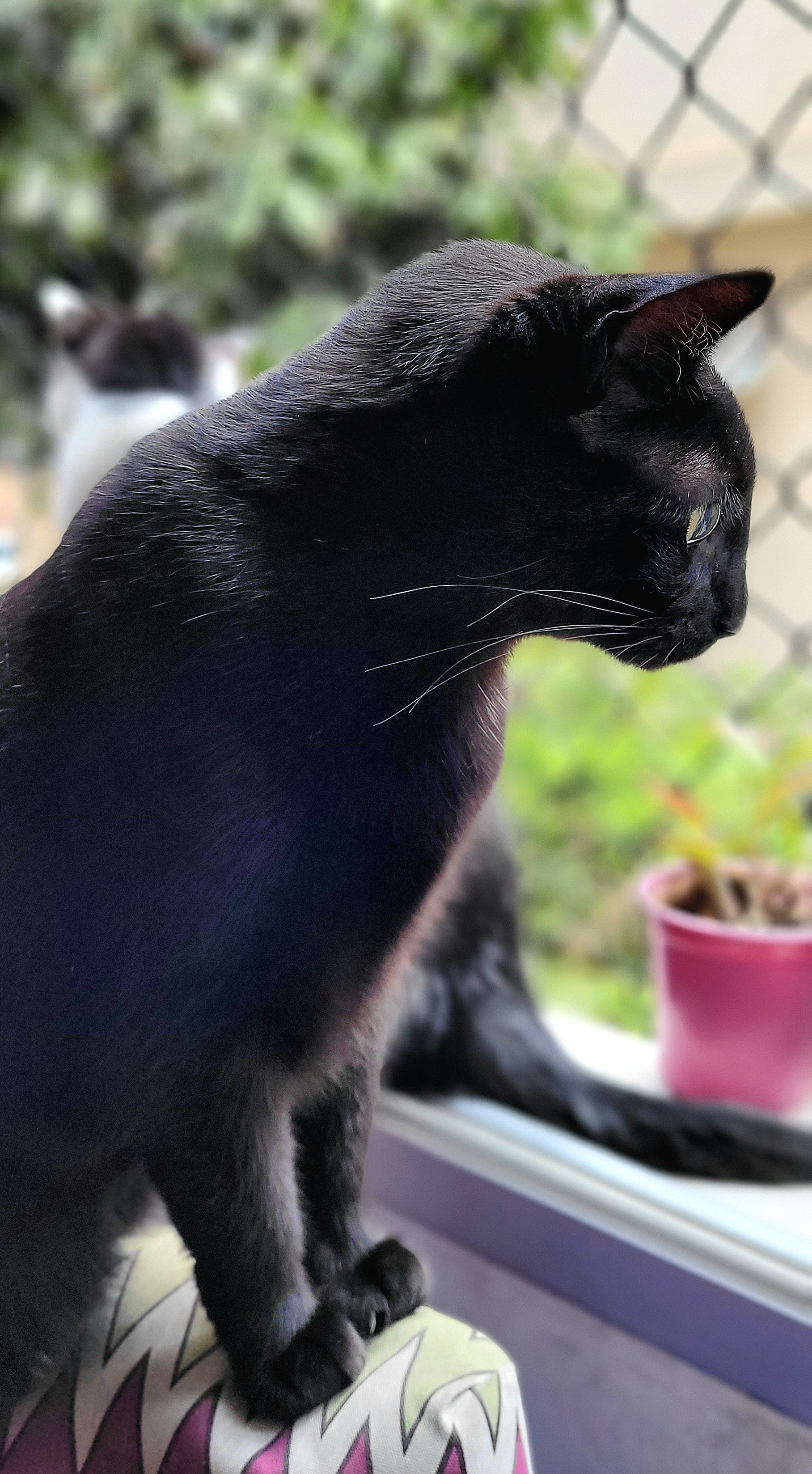 Galeria Rosalina Pintel Silva e Taques