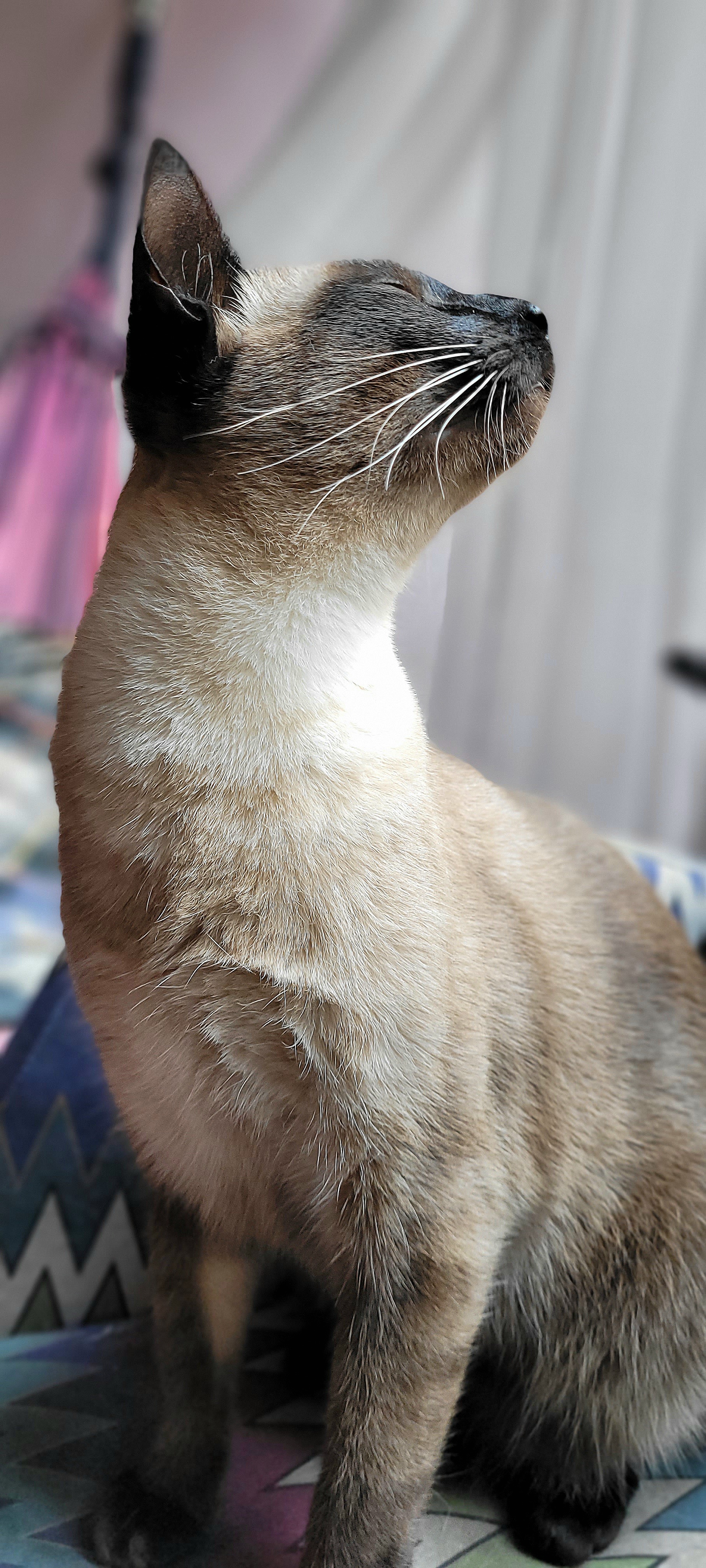 Galeria Rosalina Pintel Silva e Taques